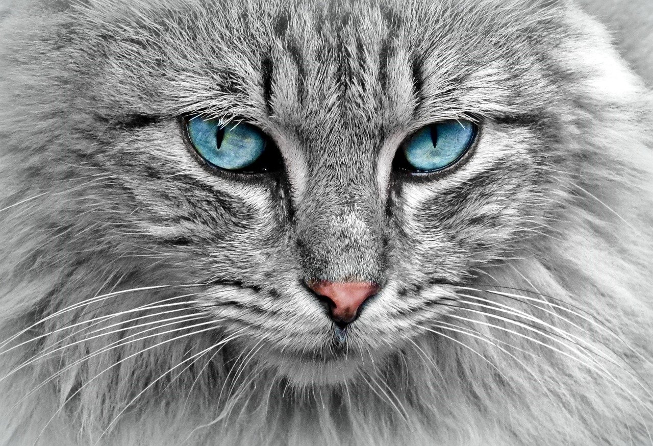 Small Size, Big Personality (image credits: pixabay)