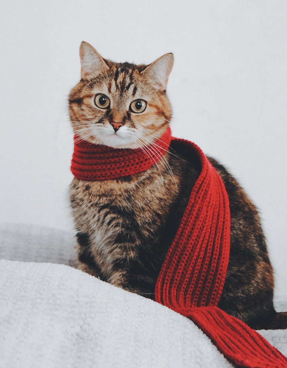 The Warmth Factor That Surprises Everyone (image credits: pixabay)