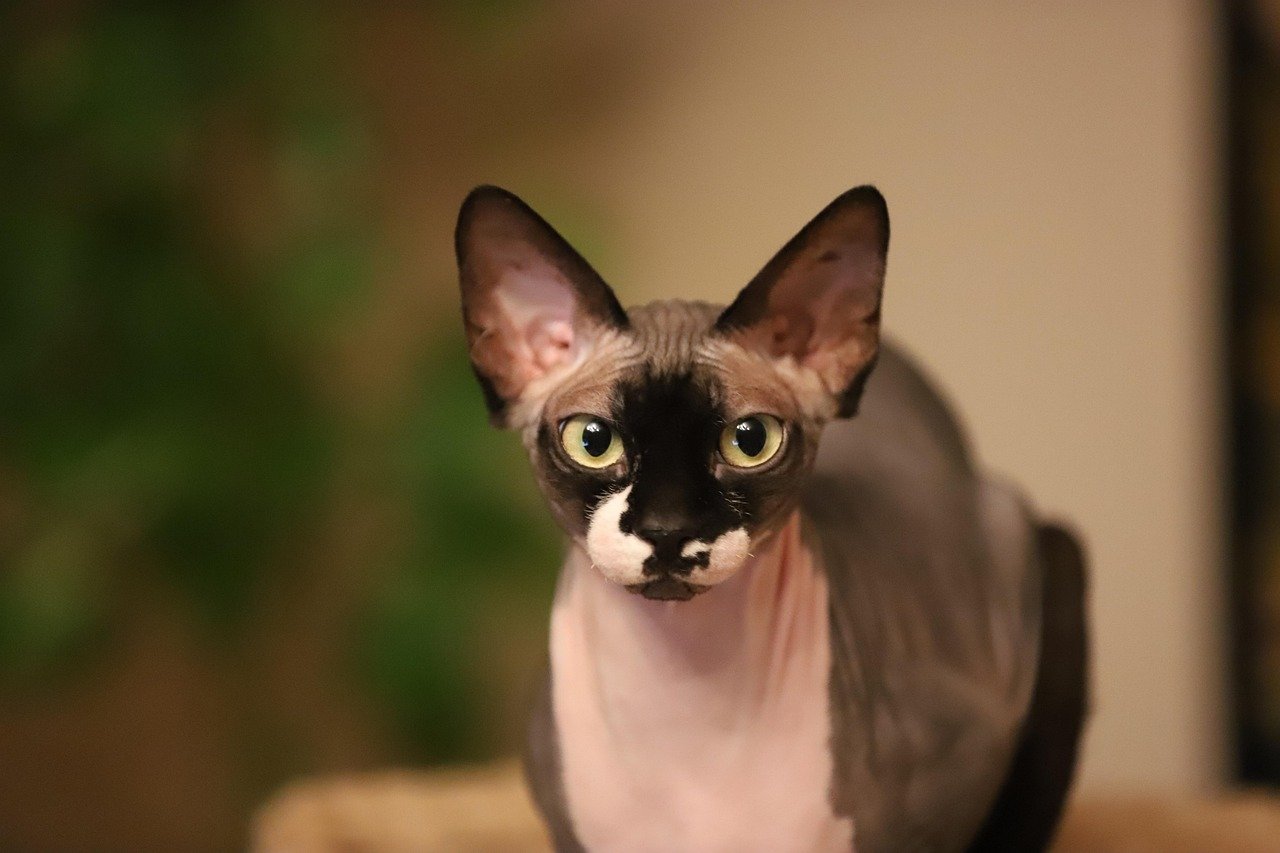 The Grooming Routine That's Surprisingly Simple (image credits: pixabay)