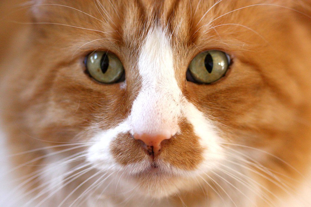 The Special Bond They Form with Humans (image credits: flickr)