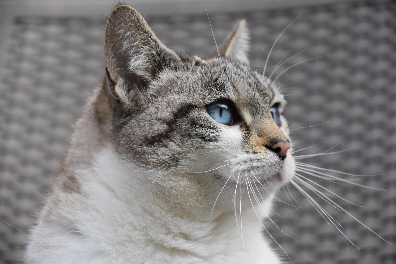 Their Growing Popularity in the Cat World (image credits: pixabay)