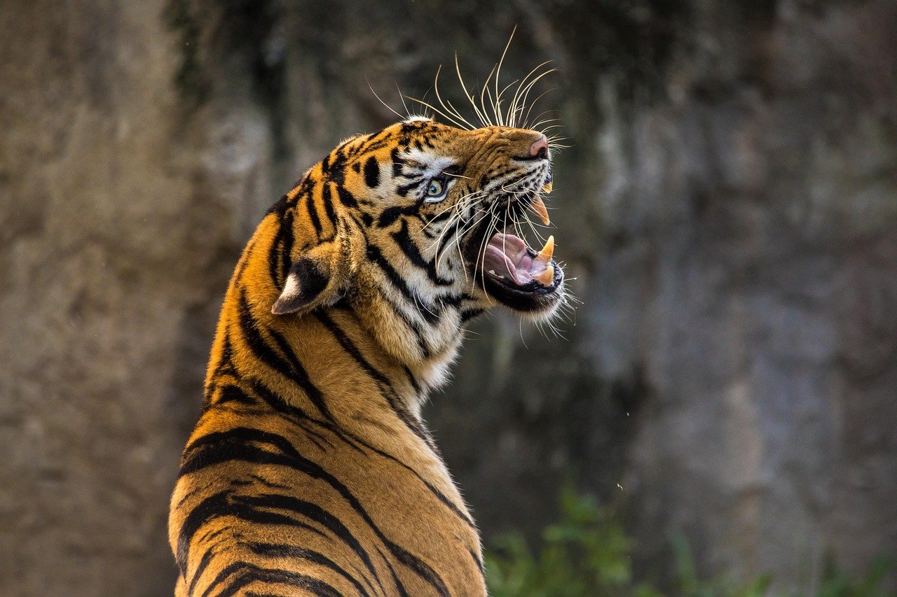 The Conservation Connection (image credits: pixabay)