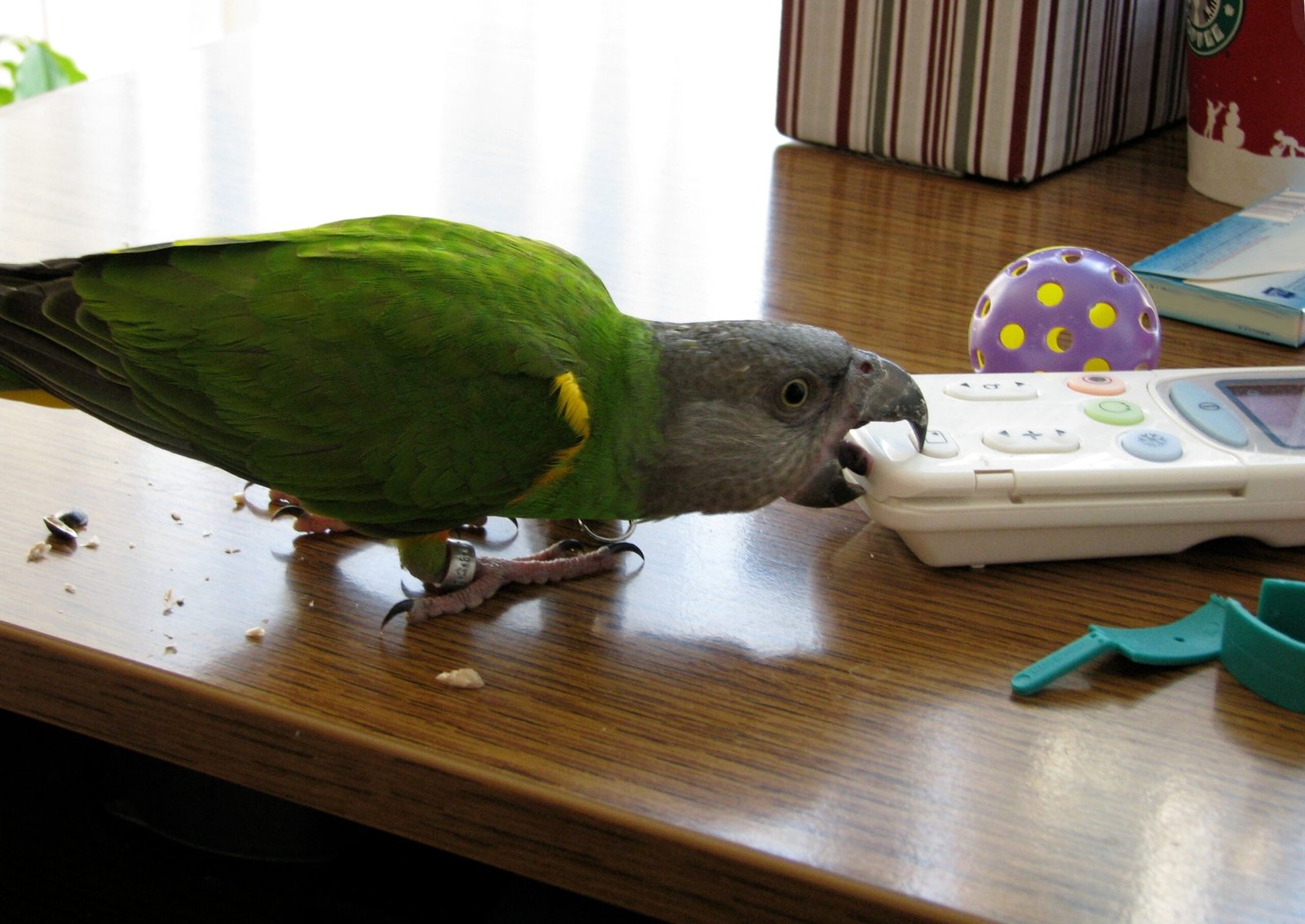 Chatty, But Not Overwhelming (image credits: wikimedia)