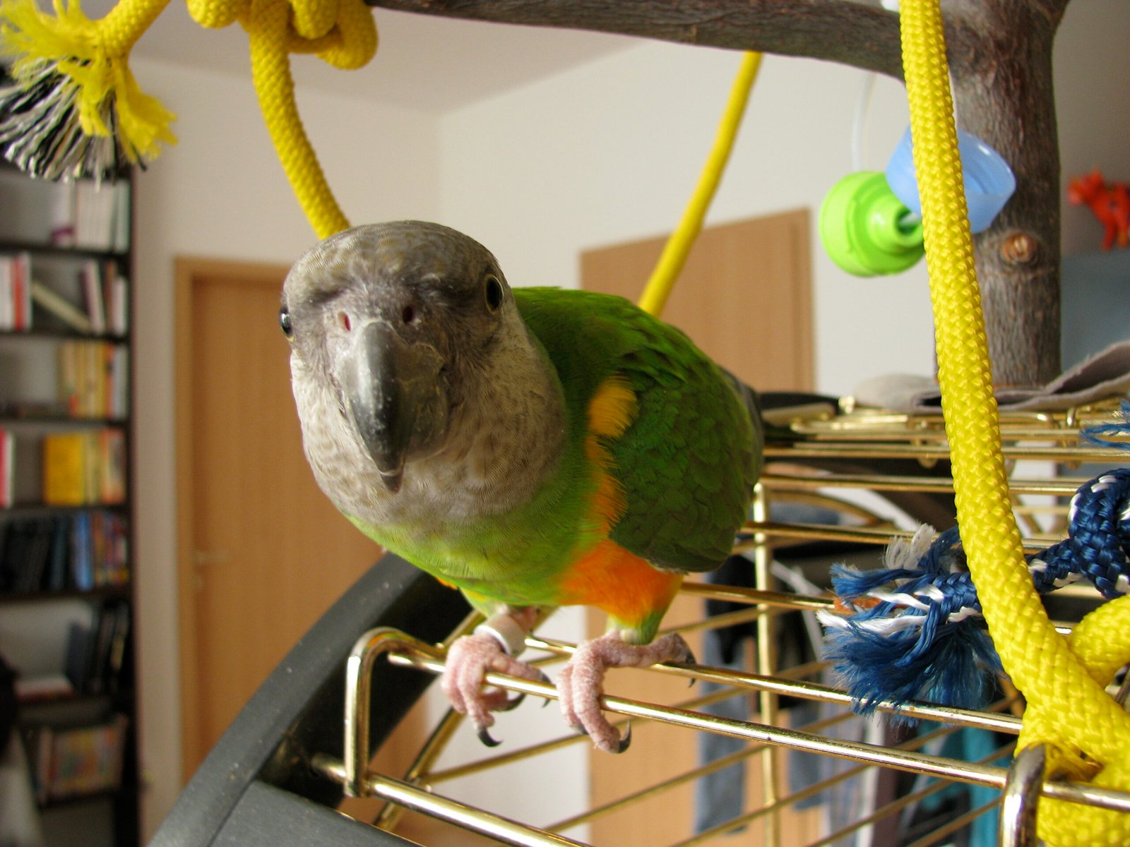 Striking Green and Orange Plumage (image credits: wikimedia)