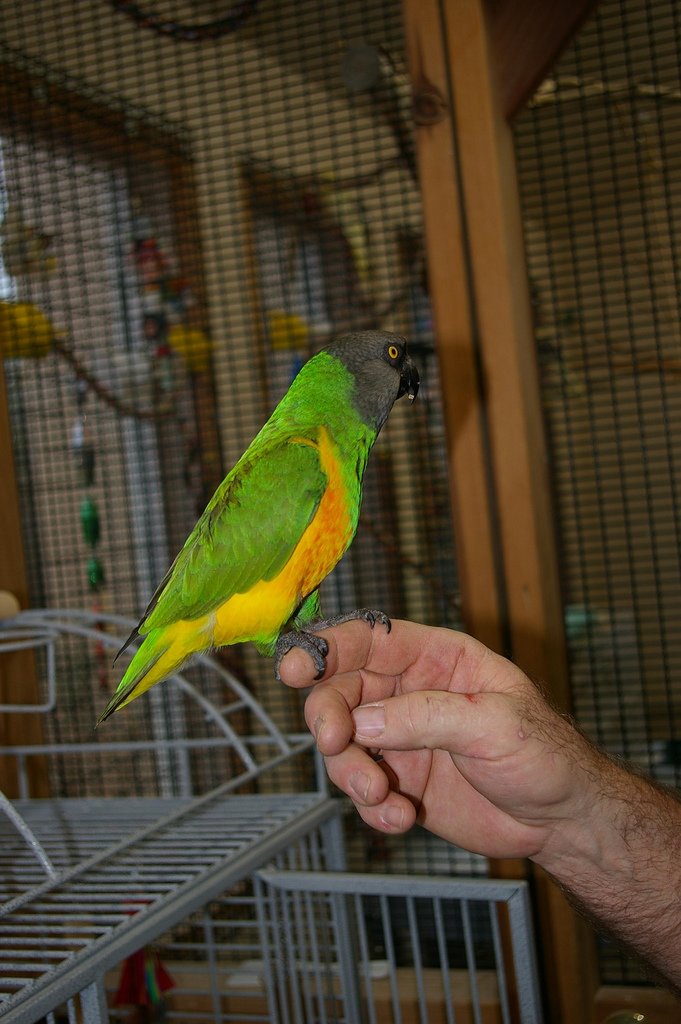 Easygoing and Low-Maintenance (image credits: wikimedia)