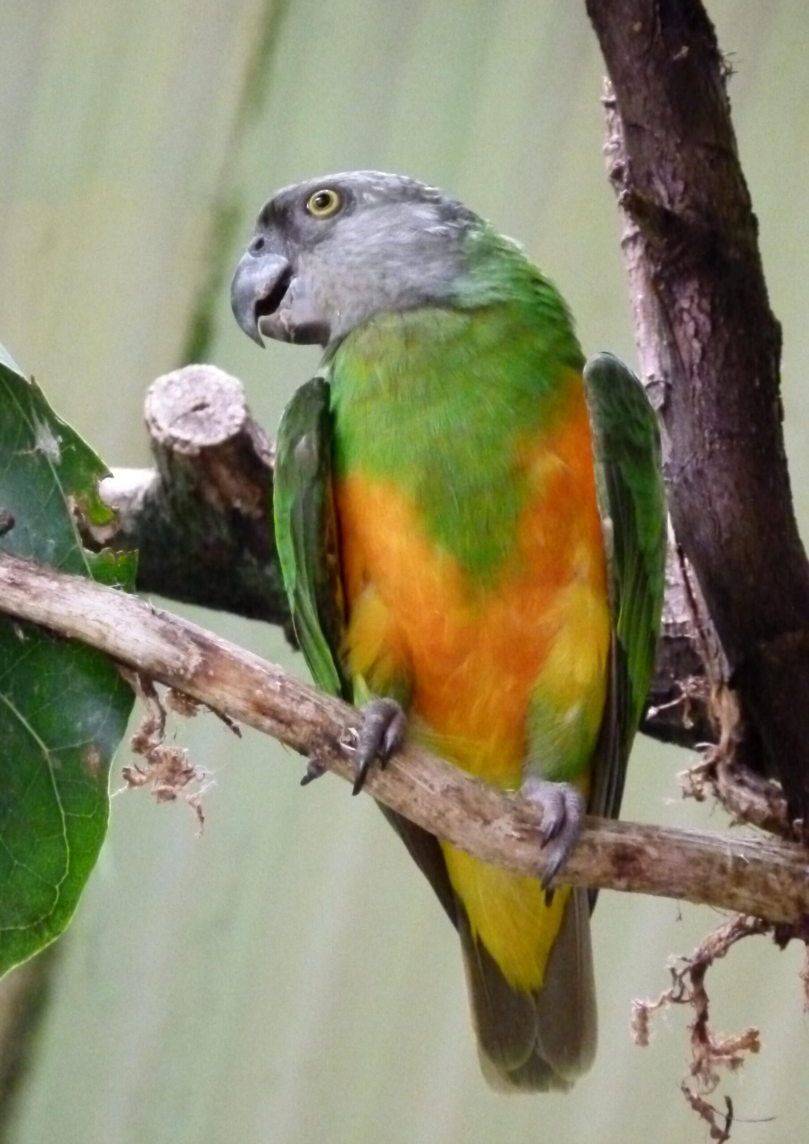 Mimicking Marvels (image credits: wikimedia)