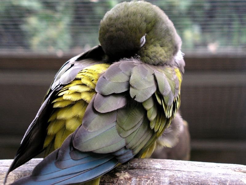 Quiet Nights, Peaceful Sleep (image credits: wikimedia)