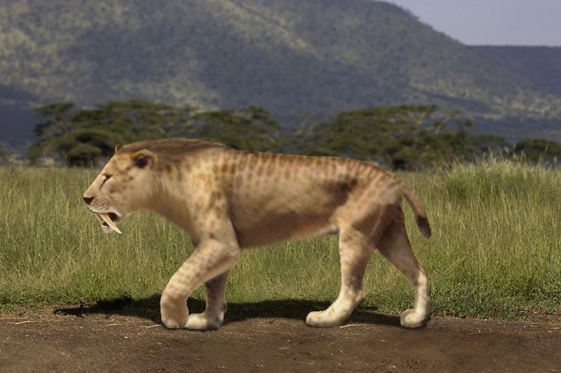 The Shapeshifter’s Advantage (image credits: By Rom-diz, CC BY-SA 3.0, https://commons.wikimedia.org/w/index.php?curid=5334918)