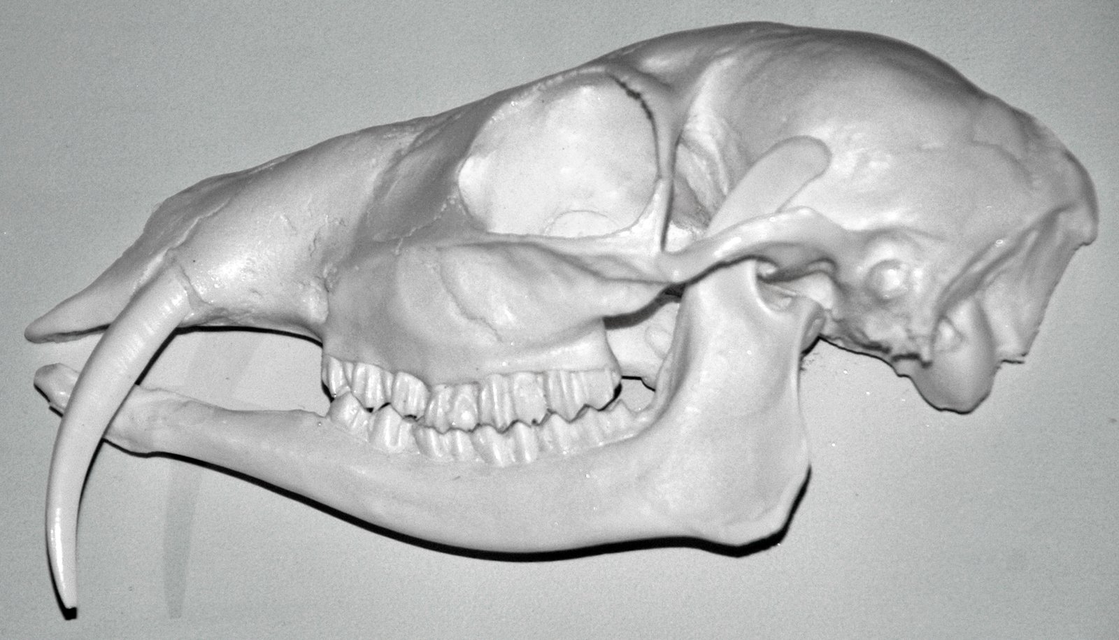 Whiskers Through Time (image credits: By James St. John, CC BY 2.0, https://commons.wikimedia.org/w/index.php?curid=125342202)