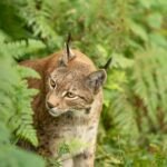 Close-up of an Eurasian lynx exploring its natural forest habitat, surrounded by green ferns.