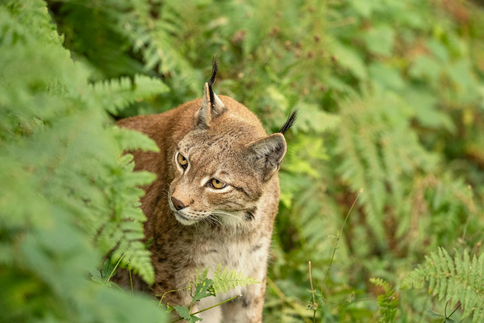 Close-up of an Eurasian lynx exploring its natural forest habitat, surrounded by green ferns.