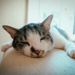 A cute domestic cat resting comfortably on a couch inside a bright room.