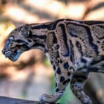A striking Formosan clouded leopard exhibiting its graceful movement in a natural setting.