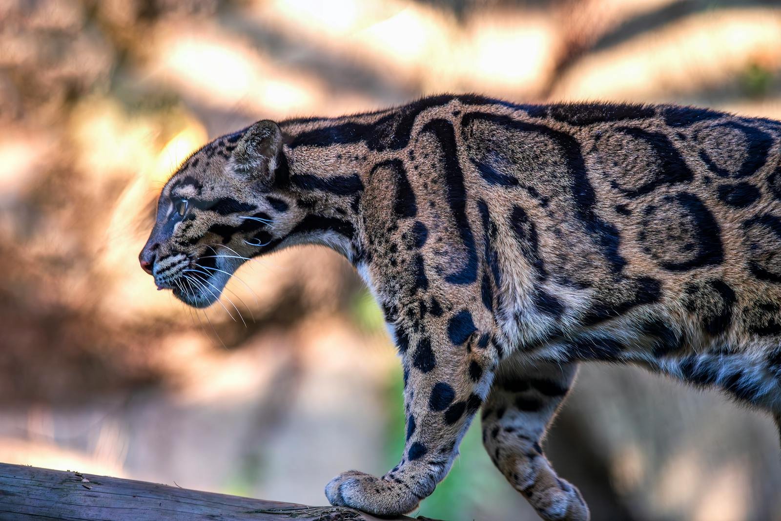 A striking Formosan clouded leopard exhibiting its graceful movement in a natural setting.