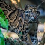 Clouded leopard (Neofelis nebulosa) in captivity, showcasing its unique spotted coat.