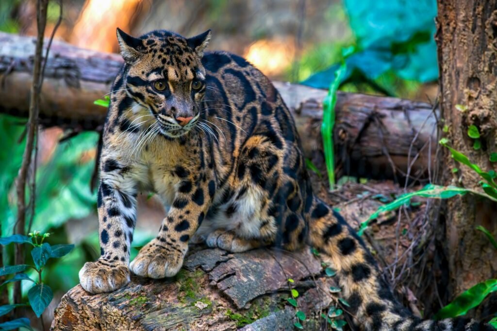 A clouded leopard sits on a log in the forest, showcasing its beautiful spotted fur.