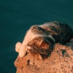 A cute cat sleeping peacefully on a sunlit rocky cliff during a warm sunset. Perfect for relaxation themes.