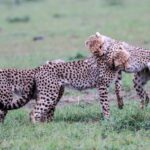 Two young cheetahs joyfully frolicking in their natural savannah habitat.
