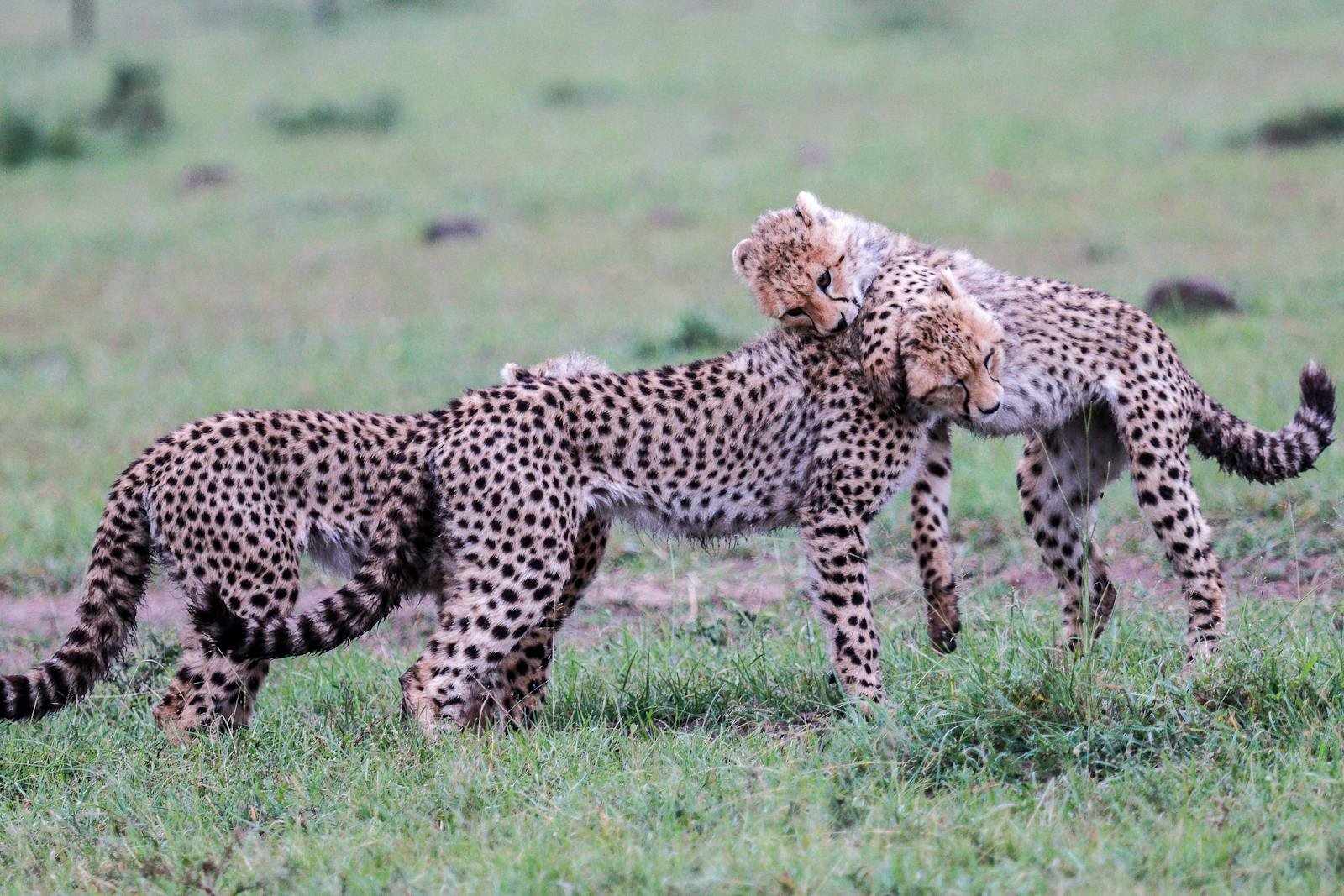 Two young cheetahs joyfully frolicking in their natural savannah habitat.