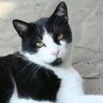 A black and white cat lies relaxed on a sunny outdoor patio, looking content.