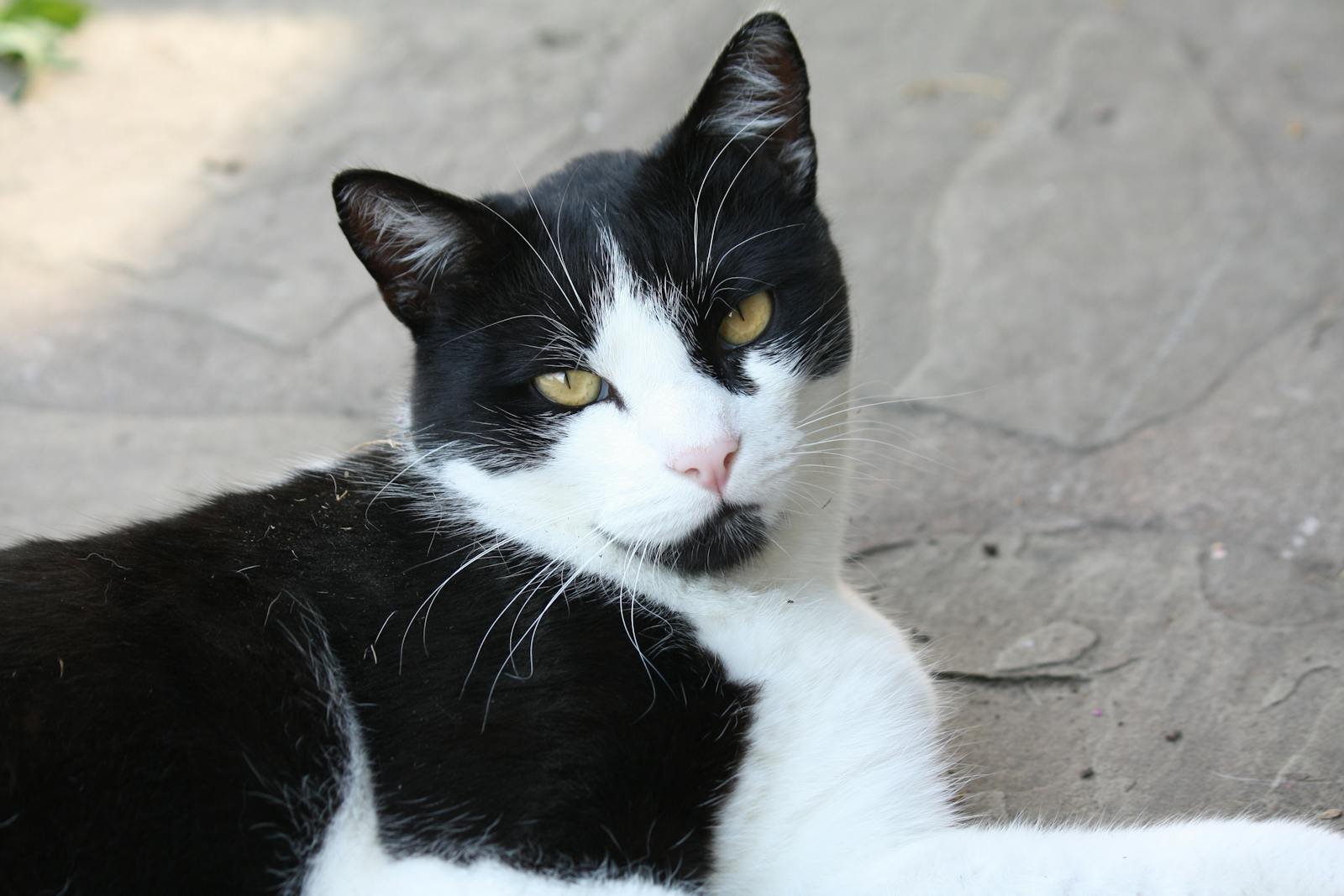 A black and white cat lies relaxed on a sunny outdoor patio, looking content.