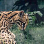 Close-up of an ocelot lying in grass, showcasing its beautiful spotted fur and intense gaze.
