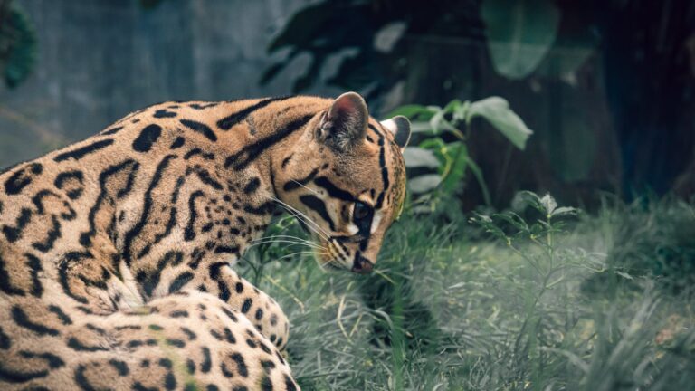 Close-up of an ocelot lying in grass, showcasing its beautiful spotted fur and intense gaze.
