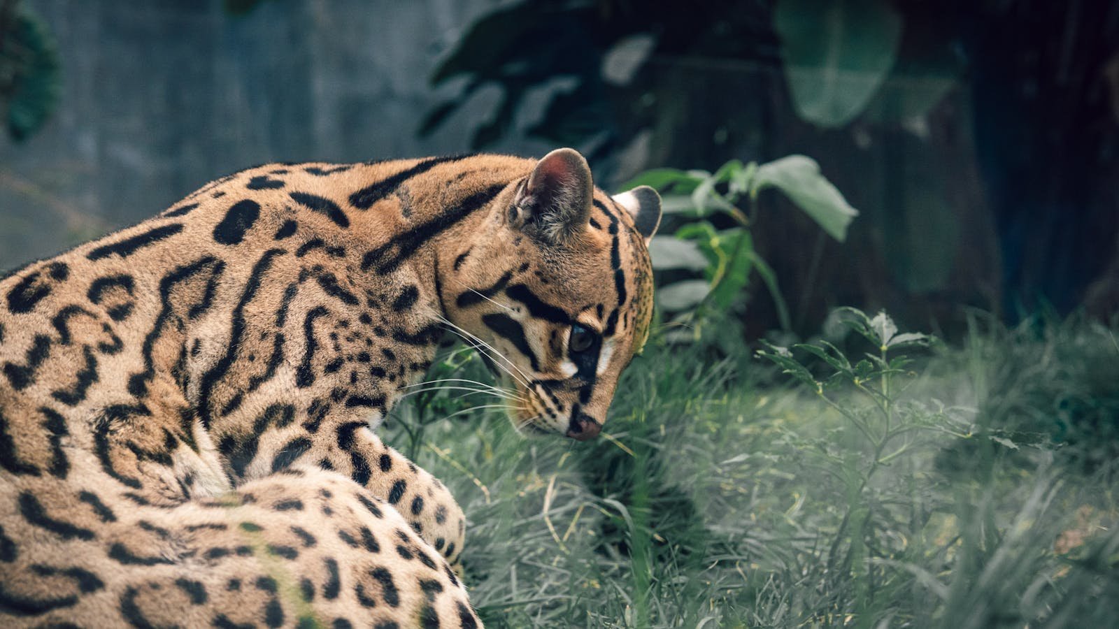 Close-up of an ocelot lying in grass, showcasing its beautiful spotted fur and intense gaze.