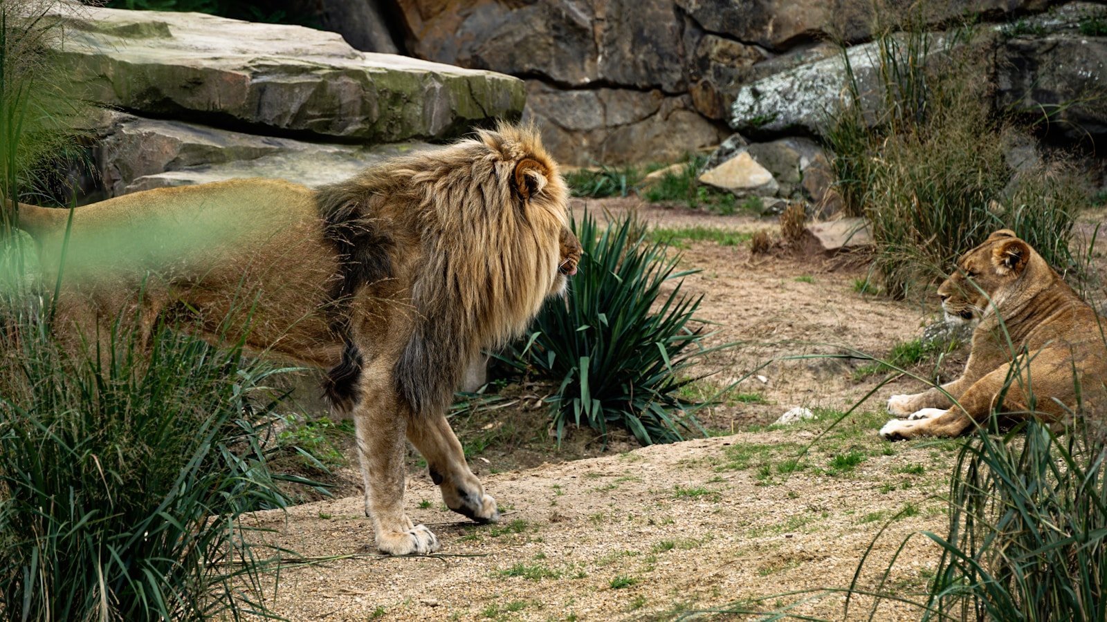 a lion and a lioness in a zoo enclosure