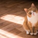 short-fur brown and white cat resting on floor