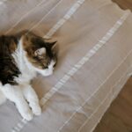 Fluffy long-haired cat lying peacefully on a striped bed indoors.