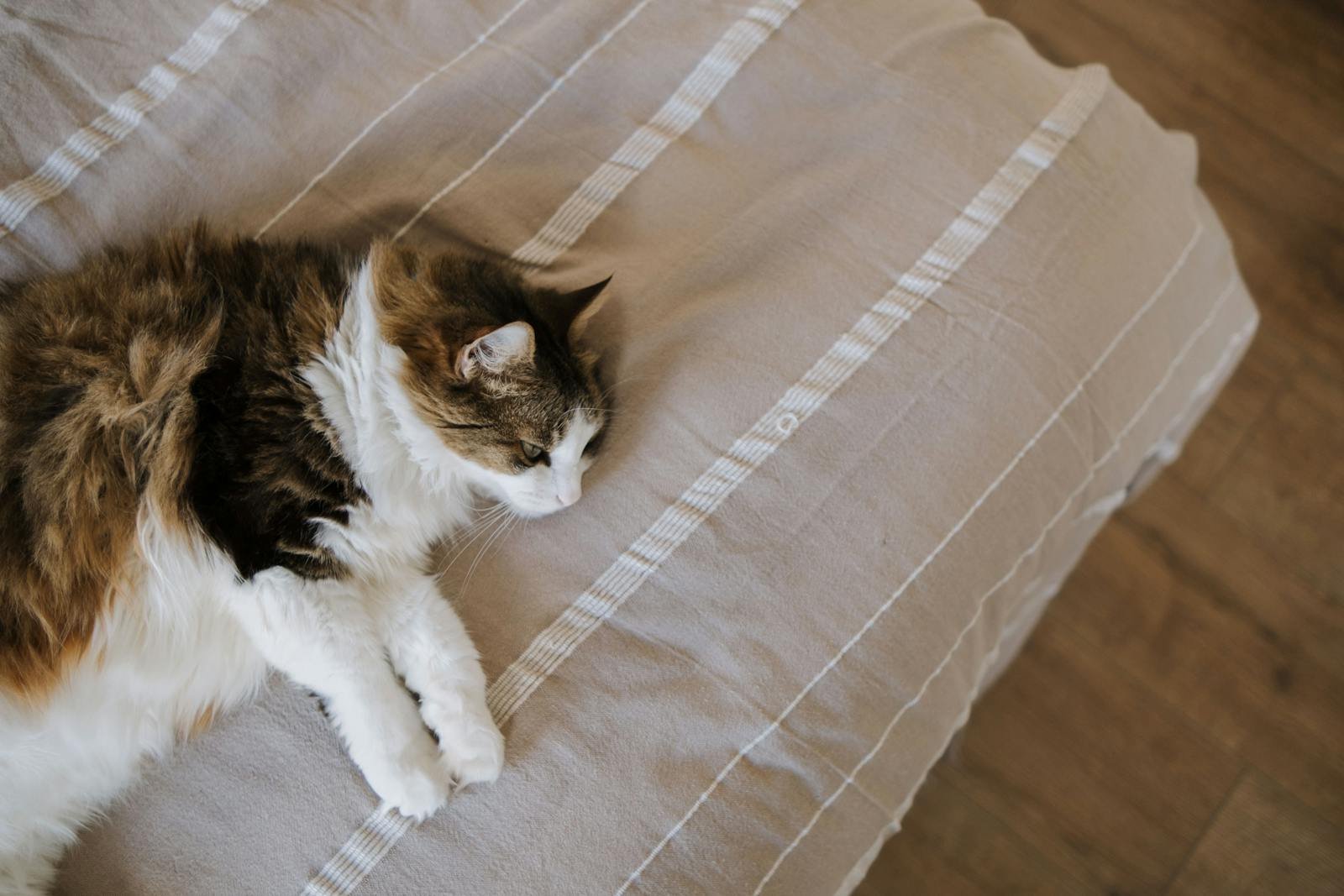 Fluffy long-haired cat lying peacefully on a striped bed indoors.