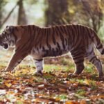 A majestic Siberian tiger walking through a forest with fallen autumn leaves.
