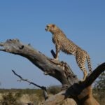 Majestic cheetah on a tree trunk overlooking the savannah, South Africa.