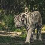 A captivating image of a white tiger walking through a lush forest setting, showcasing its majestic presence.