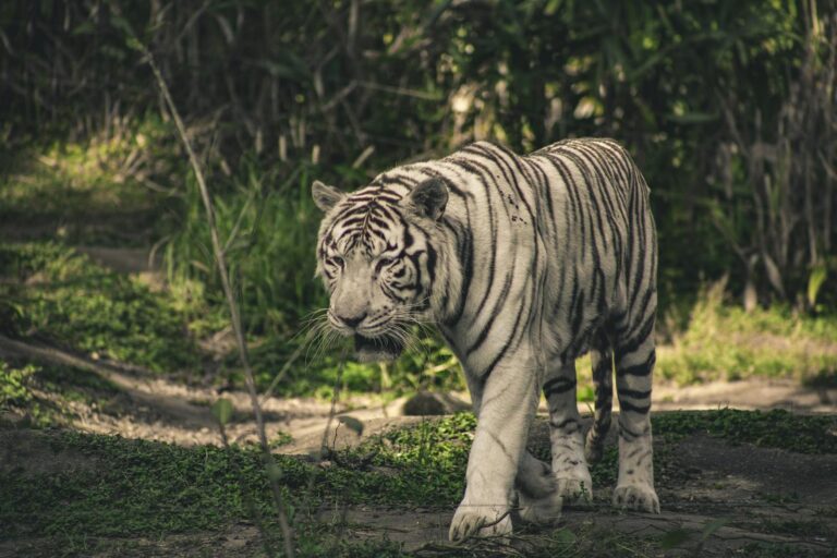 A captivating image of a white tiger walking through a lush forest setting, showcasing its majestic presence.