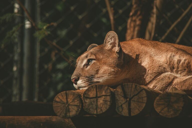 A puma lies on wooden logs in a natural setting, basking in warm sunlight.