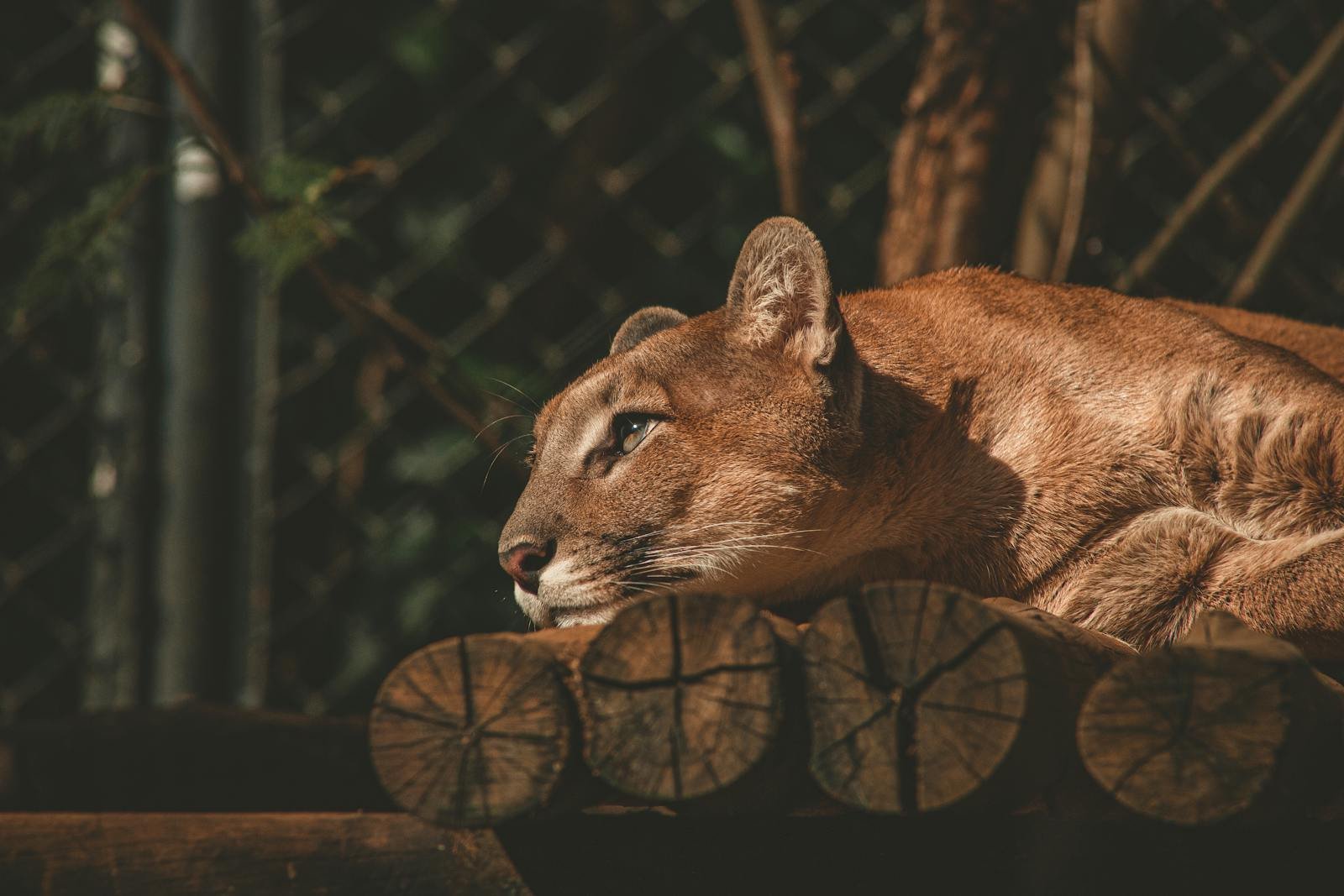 A puma lies on wooden logs in a natural setting, basking in warm sunlight.