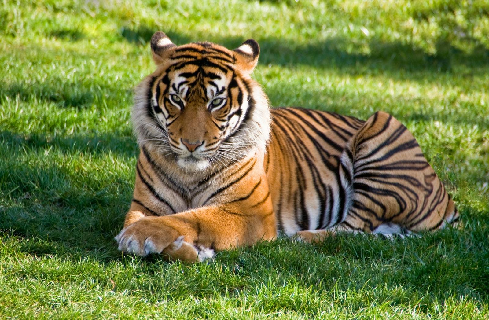 A regal Bengal tiger lies calmly on lush grass, showcasing its fierce majesty.