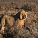 A powerful lion stands proudly in the South African savanna, showcasing its majestic mane and natural habitat.