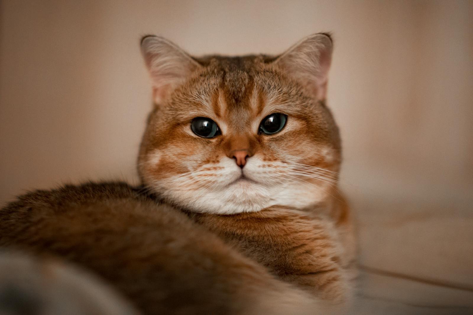 Charming close-up portrait of a tabby cat indoors, looking at the camera.