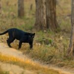 Black panther prowling through the vibrant forest of Karnataka, India.