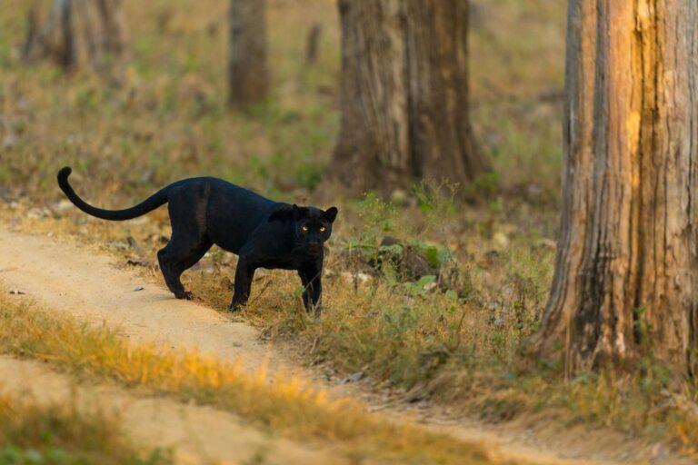 Black panther prowling through the vibrant forest of Karnataka, India.