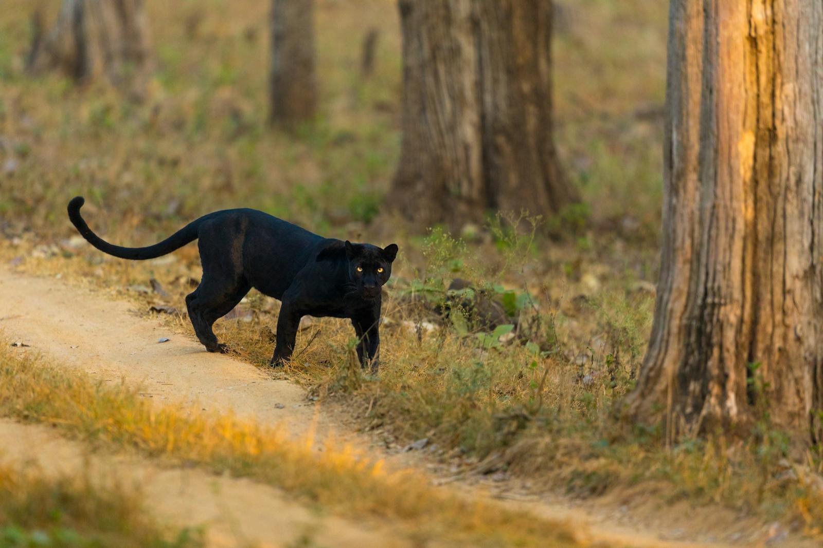 Black panther prowling through the vibrant forest of Karnataka, India.