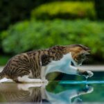 A playful cat explores its reflection by the pool, highlighting curiosity and nature's beauty.