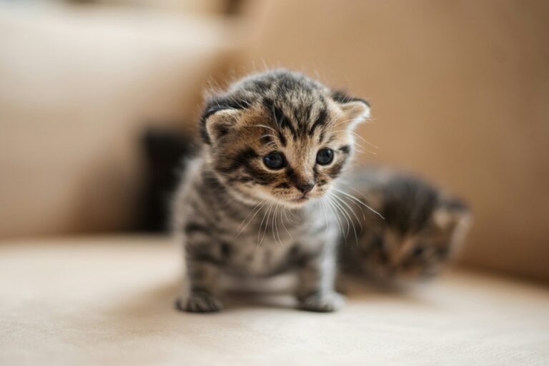 brown tabby kitten on white textile