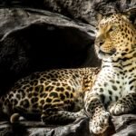 brown leopard on focus photography