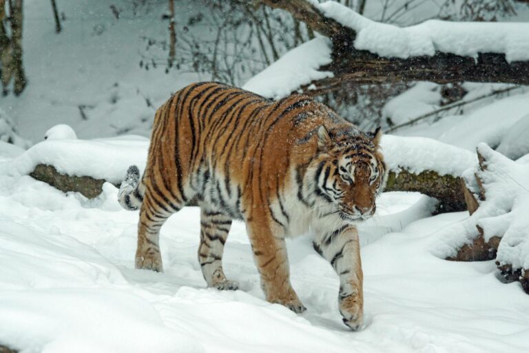 A Siberian tiger elegantly walking in a snow-covered forest setting.