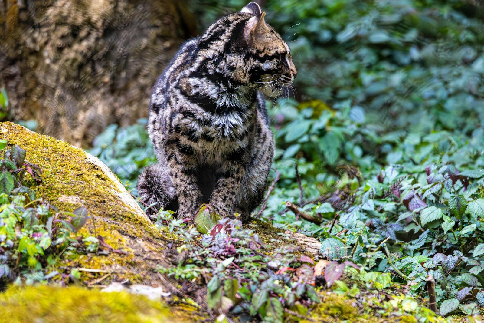 A rare Iriomote cat sitting amidst lush green vegetation in Gangtok, Sikkim, India.