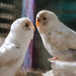 A captivating image of two white parakeets engaging with each other.